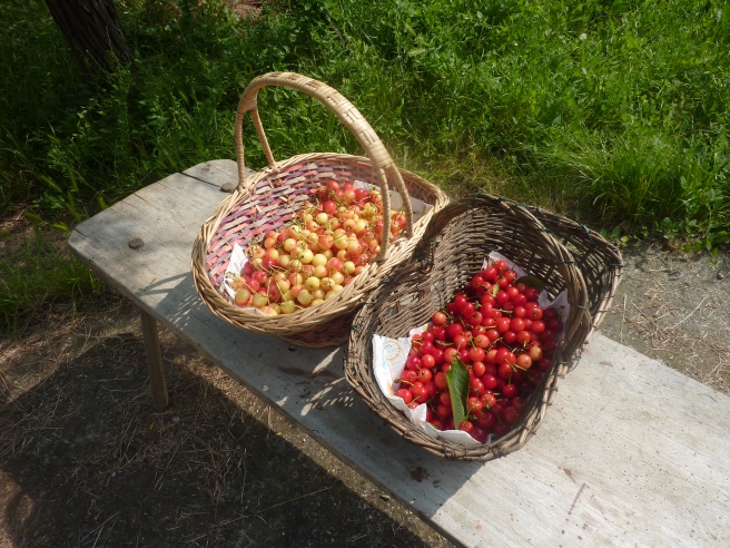The cherries on the left are the graffioni bianchi we picked. On their right are the  agriotte.  